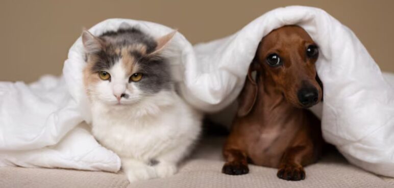 Nuevas jornadas de esterilización animal en Cali ¿cuándo y dónde serán?