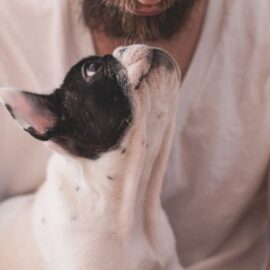Jornada de esterilización gratuita para esta semana en Cali ¿Cuándo y dónde serán?