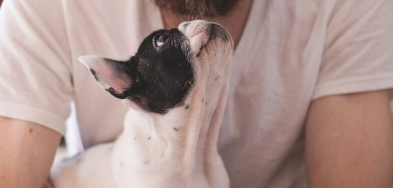 Jornada de esterilización gratuita para esta semana en Cali ¿Cuándo y dónde serán?