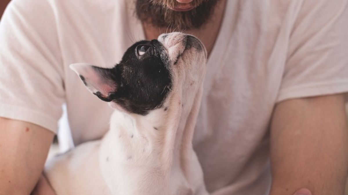 Jornada de esterilización gratuita para esta semana en Cali ¿Cuándo y dónde serán?