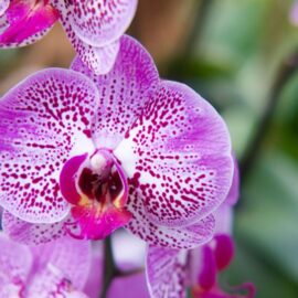 Orquídeas descubiertas en Colombia llevan el nombre de mujeres influyentes