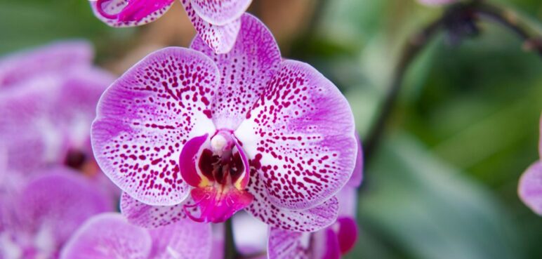 Orquídeas descubiertas en Colombia llevan el nombre de mujeres influyentes