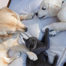 Jornadas gratuitas de esterilización animal en Cali: ¿cuándo y dónde serán?