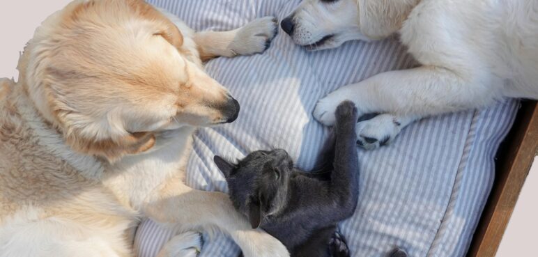 Jornadas gratuitas de esterilización animal en Cali: ¿cuándo y dónde serán?