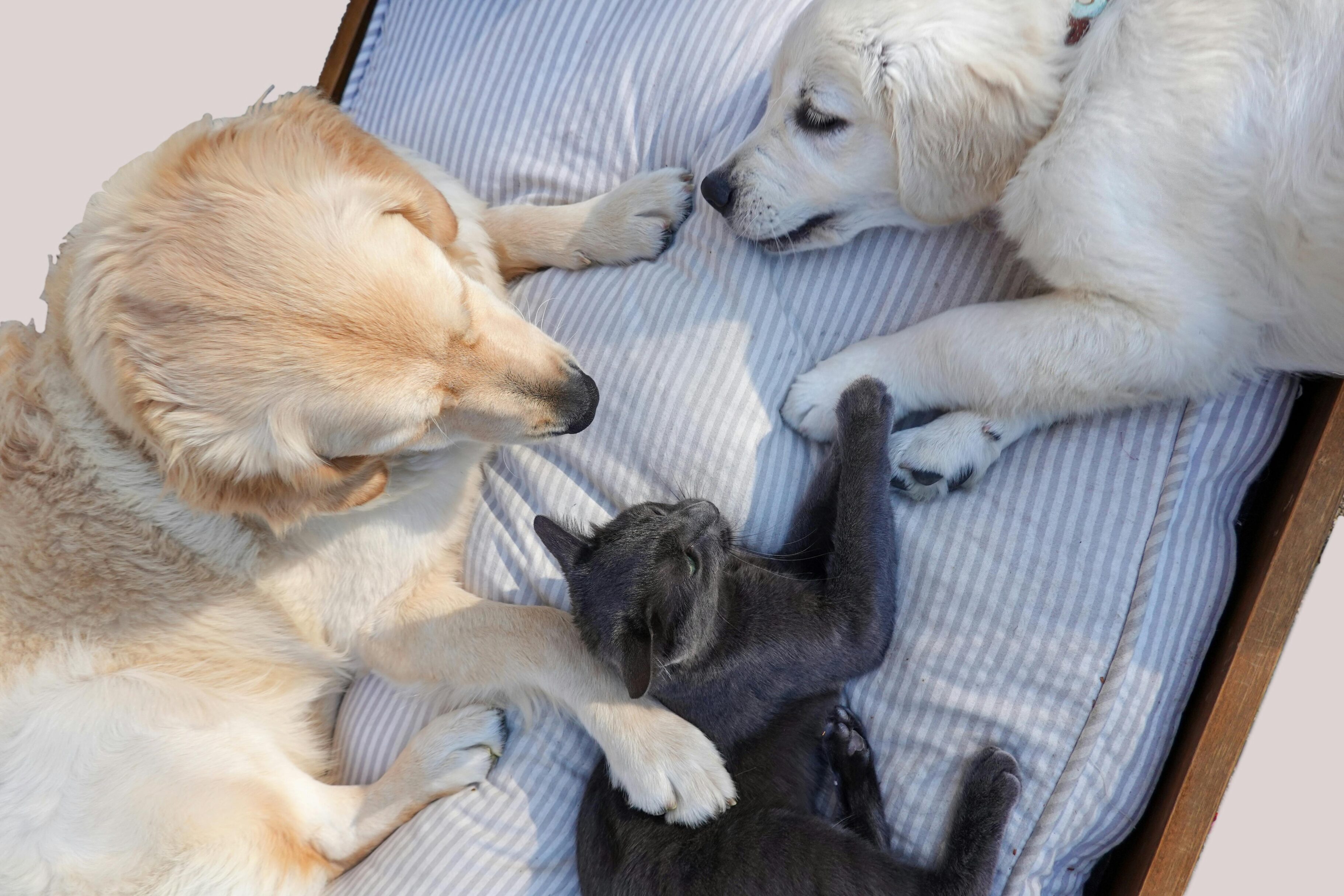 Jornadas gratuitas de esterilización animal en Cali: ¿cuándo y dónde serán?