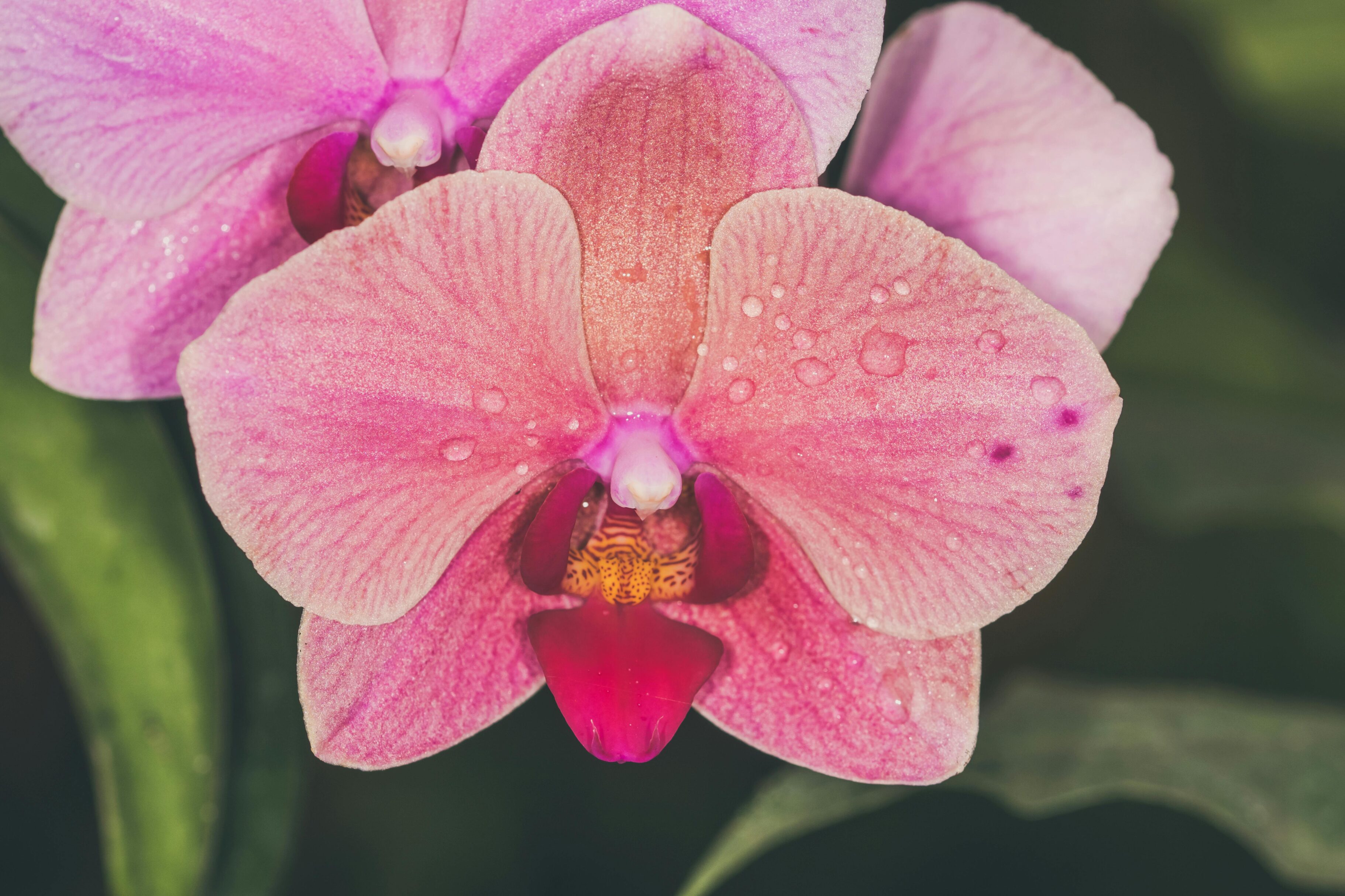 orquídeas descubiertas en Colombia