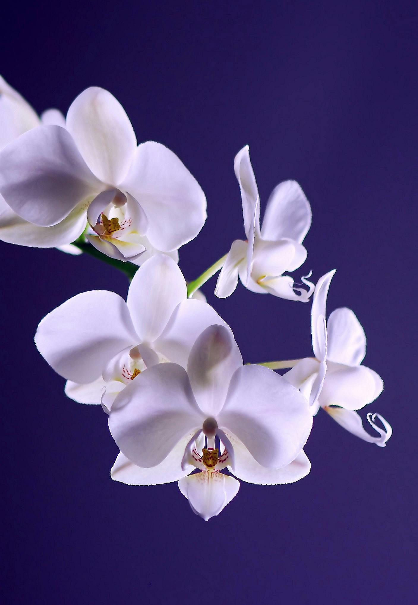 orquídeas descubiertas en Colombia