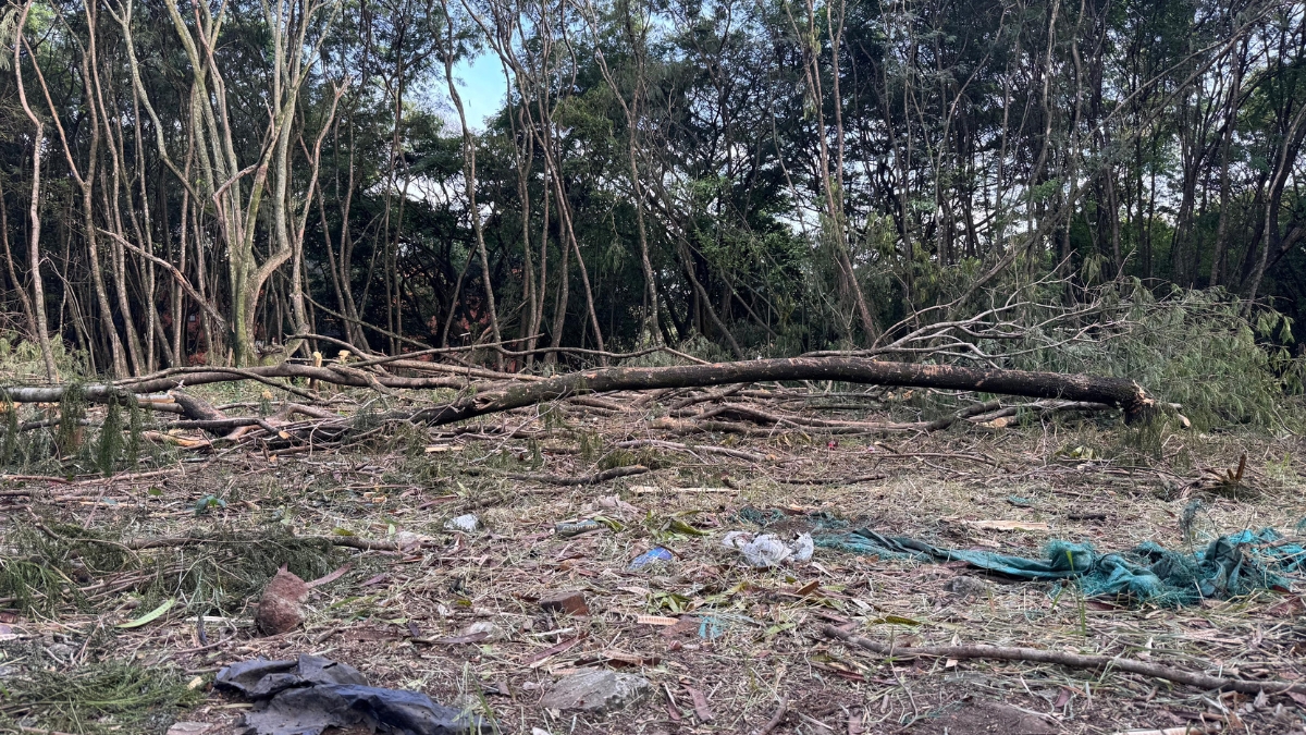 Tala de Árboles bario El Refugio- Cali.