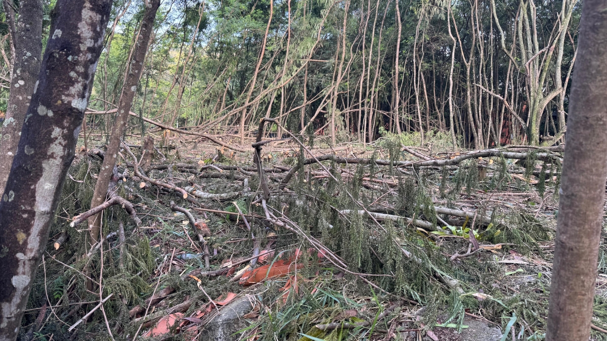 Tala de Árboles bario El Refugio- Cali.