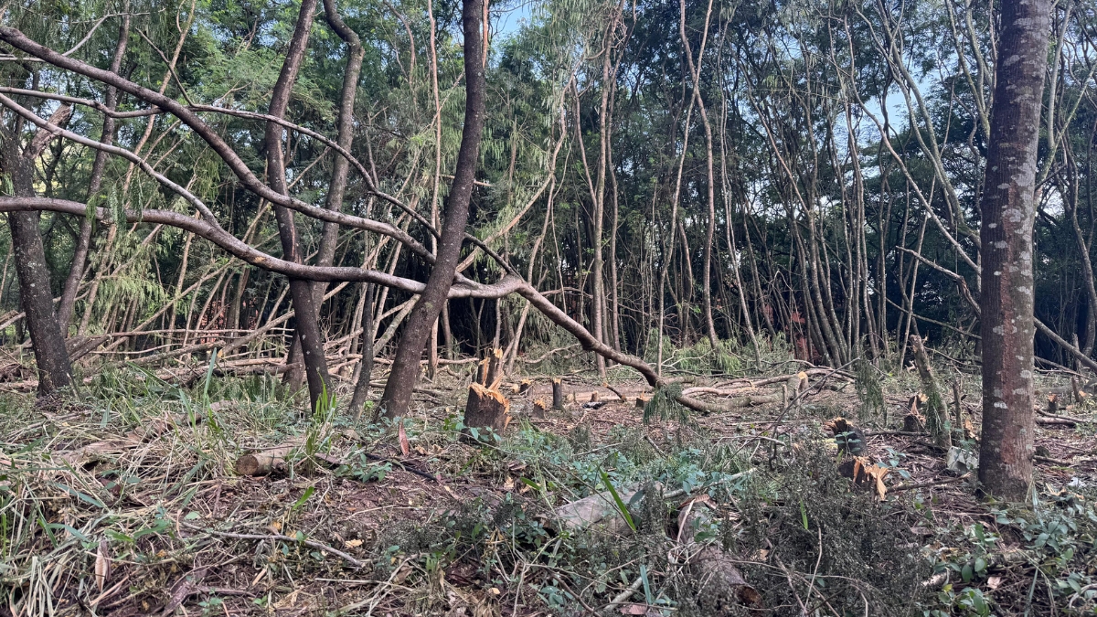 Tala de Árboles bario El Refugio- Cali.
