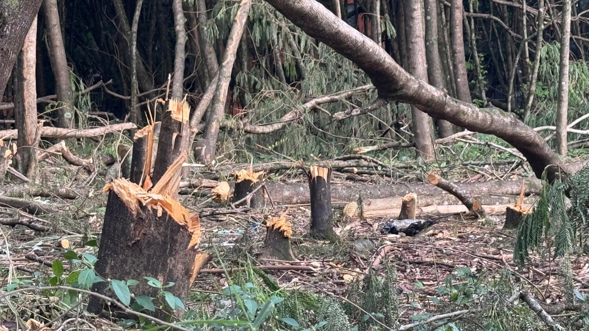 Tala de Árboles bario El Refugio- Cali.