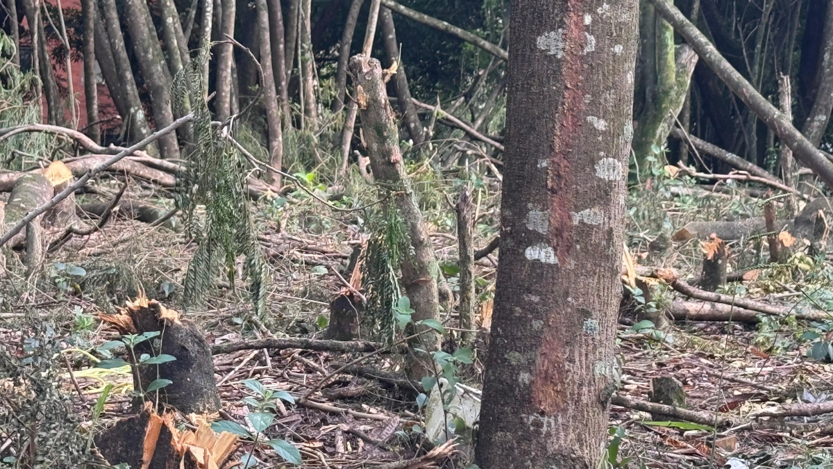 Tala de Árboles bario El Refugio- Cali.