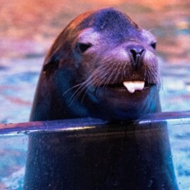 Este es el acuario más grande del mundo que las personas pueden visitar 