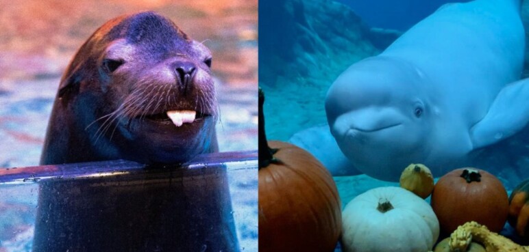 Este es el acuario más grande del mundo que las personas pueden visitar 