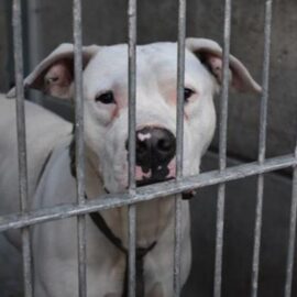 Cientos de animales se encuentran en refugios debido a los interminables incendios en Los Ángeles 