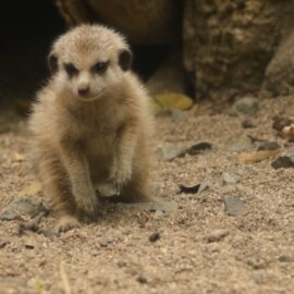 Video: conozca los nuevos y tiernos integrantes de la familia del Zoológico de Cali