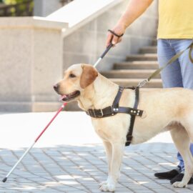 Accesibilidad en el MÍO: ¿cómo usar este medio de transporte con mi mascota asistente?