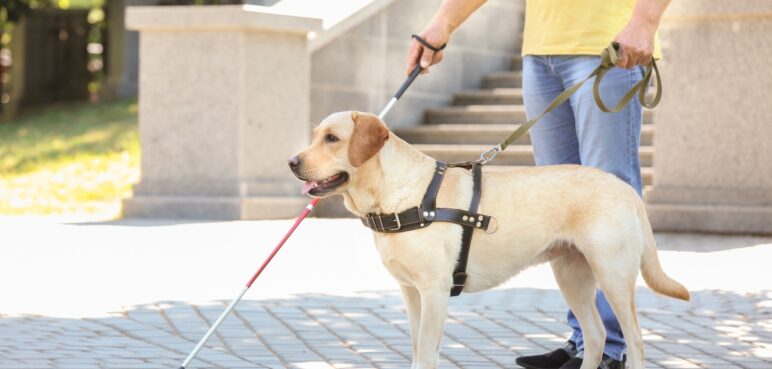 Accesibilidad en el MÍO: ¿cómo usar este medio de transporte con mi mascota asistente?