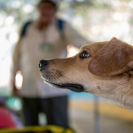 Realizarán jornada de adopción animal este fin de semana en Cali, ¿dónde será?