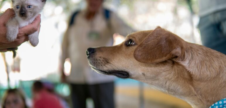 Realizarán jornada de adopción animal este fin de semana en Cali, ¿dónde será?
