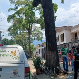 Avanza investigación por presunta tala de árboles al sur de Cali