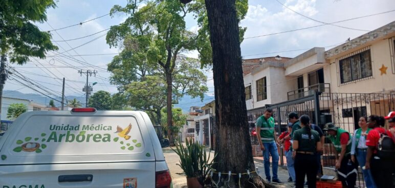 Avanza investigación por presunta tala de árboles al sur de Cali