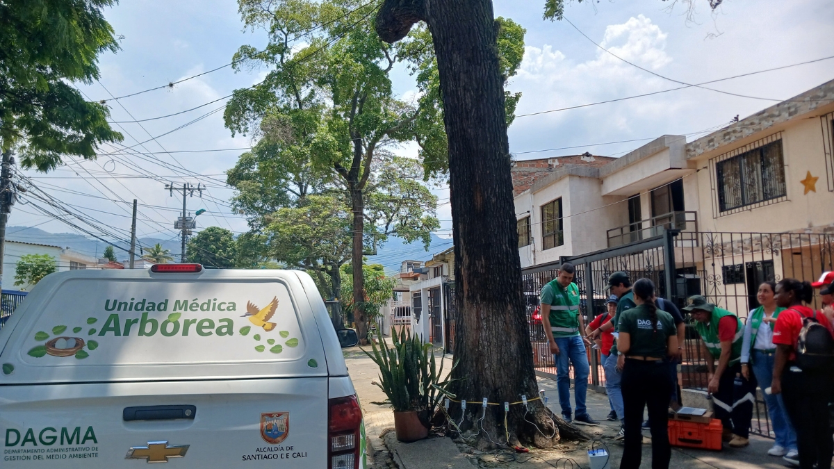 Avanza investigación por presunta tala de árboles al sur de Cali