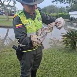Serpiente Boa en el sur de Cali fue rescatada por autoridades ambientales