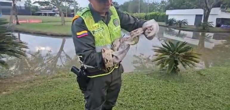 Serpiente Boa en el sur de Cali fue rescatada por autoridades ambientales
