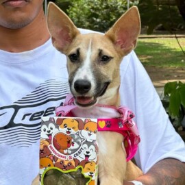 La historia de los snacks para mascotas con más ternura; también son saludables
