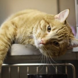 ¿Qué vacunas se le deben aplicar a tu gato?: Conozca la lista