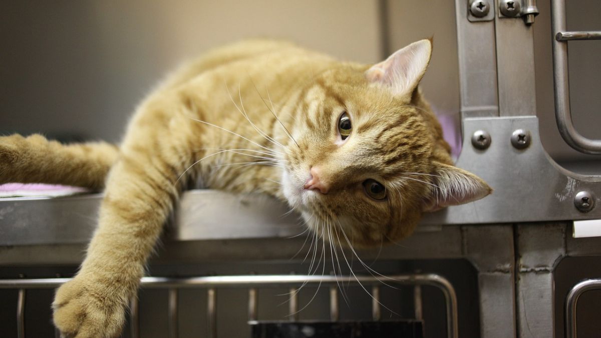 ¿Testigo de maltrato animal? Así puedes hacer la diferencia