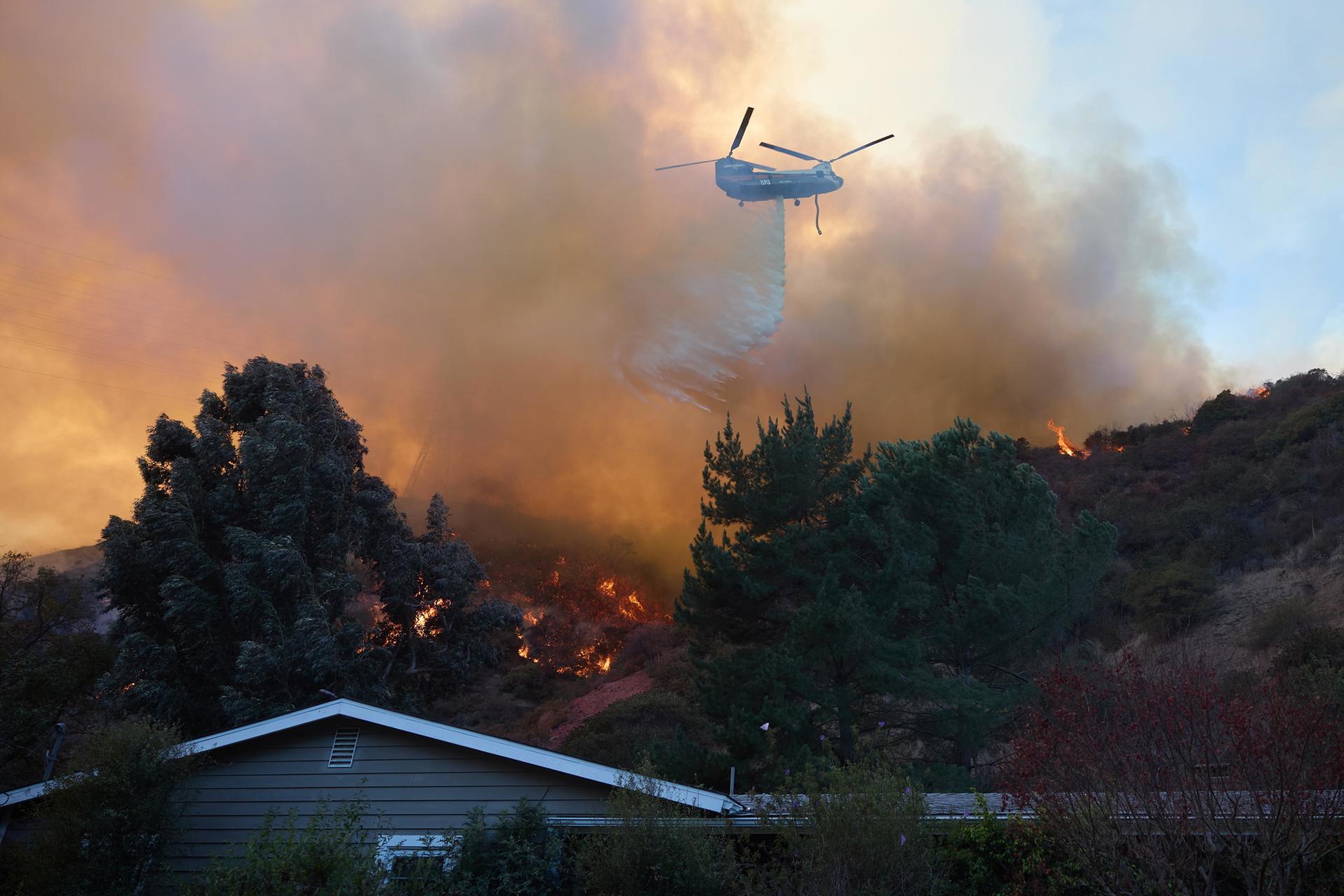 Cientos de animales se encuentran en refugios debido a los interminables incendios en Los Ángeles 
