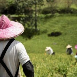 Conozca la apuesta de fortalecimiento agroecológico para este 2025