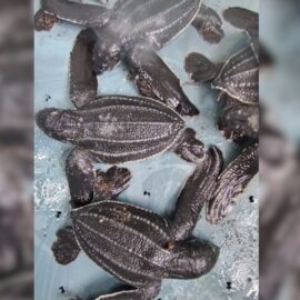 Tortugas Guatemala