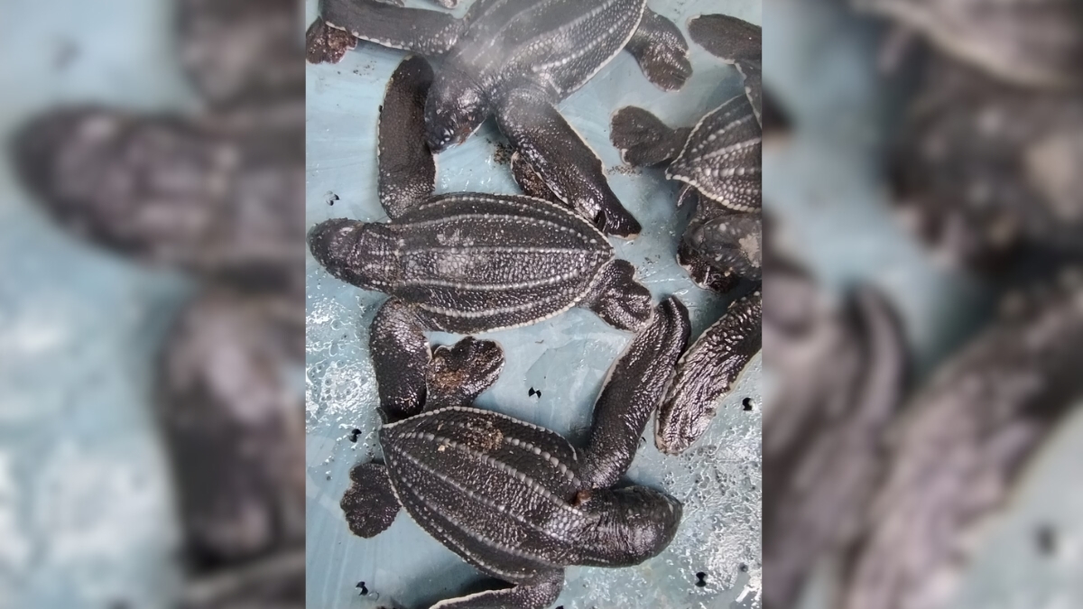 Tortugas Guatemala