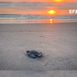 Tortugas Guatemala
