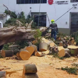 Remueven árbol gigante caído sobre una vivienda en Cali tras fuertes lluvias