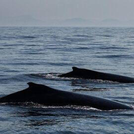 ¿Hablan las ballenas? La ciencia revela similitudes  con el lenguaje humano