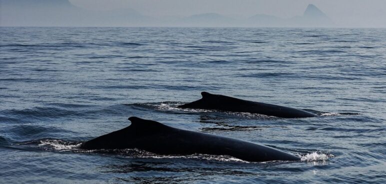 ¿Hablan las ballenas? La ciencia revela similitudes  con el lenguaje humano