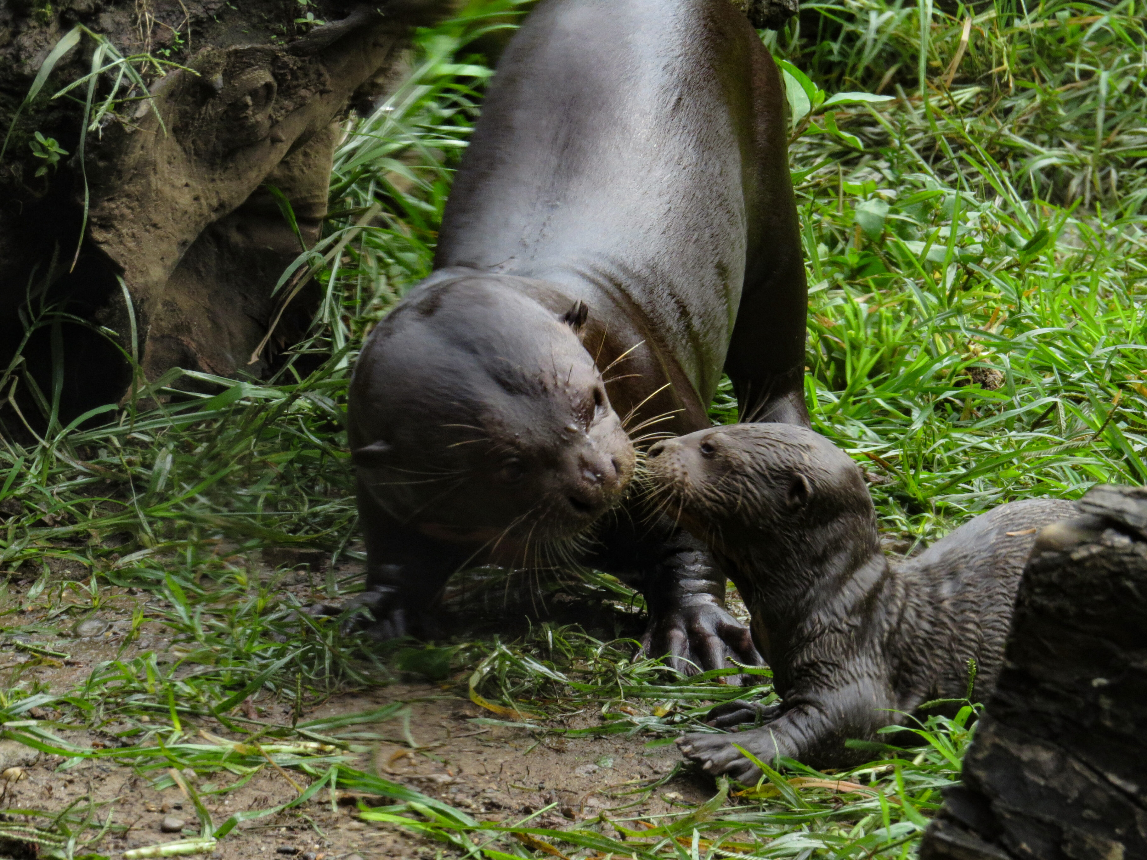 Nutria zoológico cali