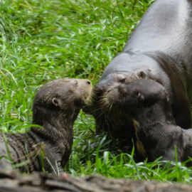Nutria zoológico cali