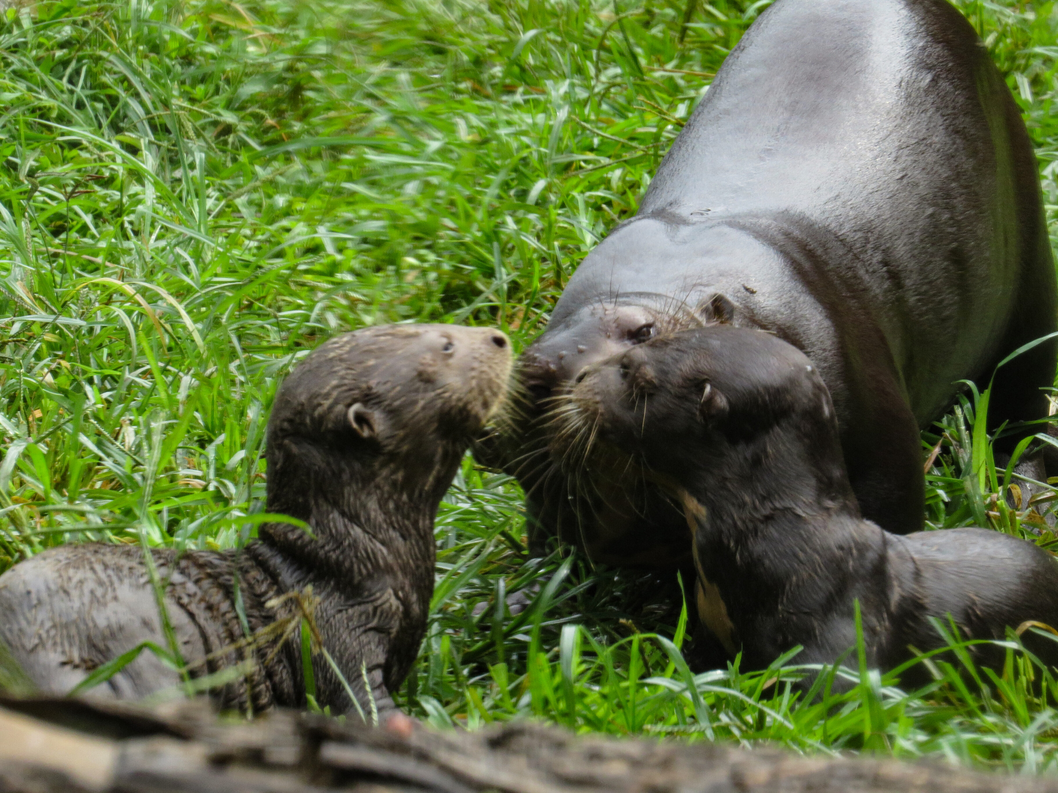 Nutria zoológico cali