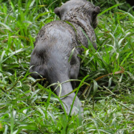 Nutria zoológico cali
