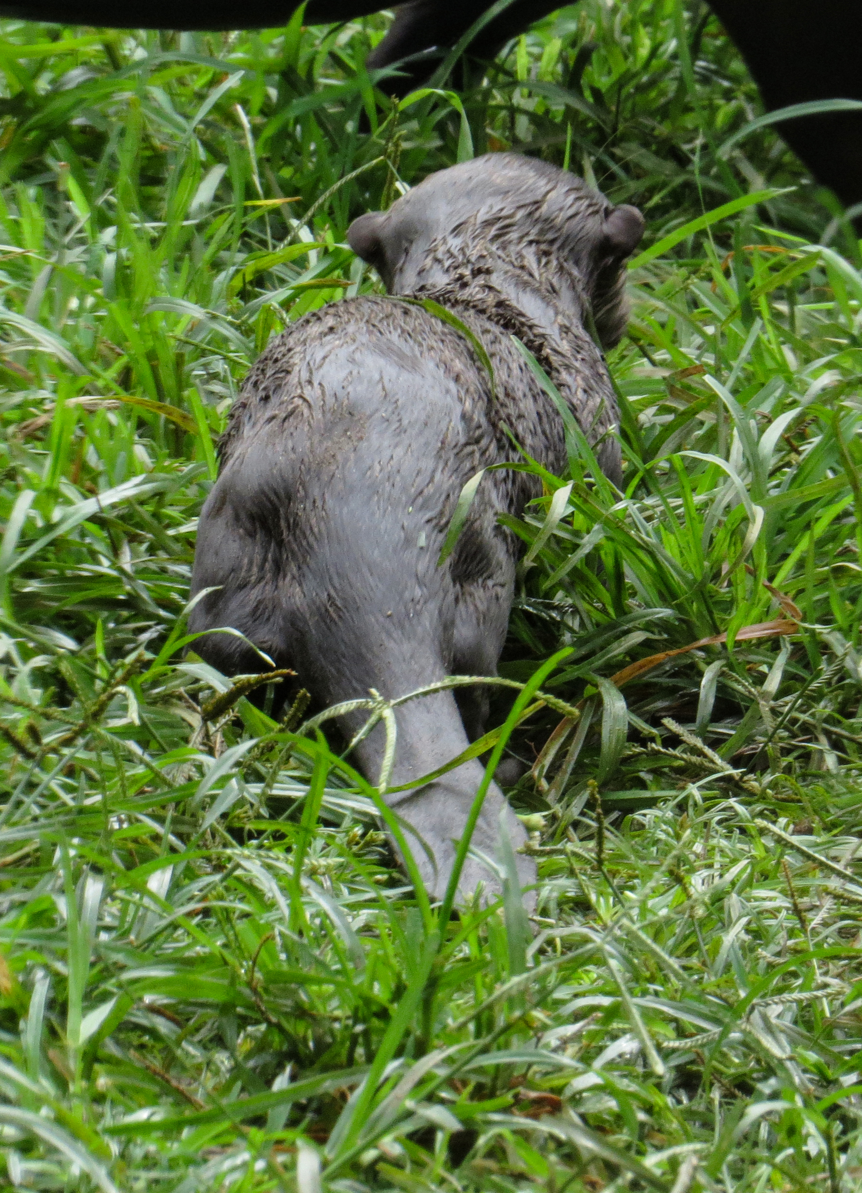 Nutria zoológico cali
