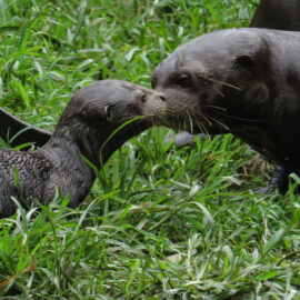 Nutria zoológico cali