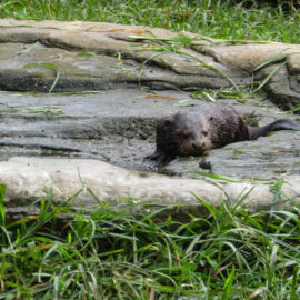 Nutria zoológico cali