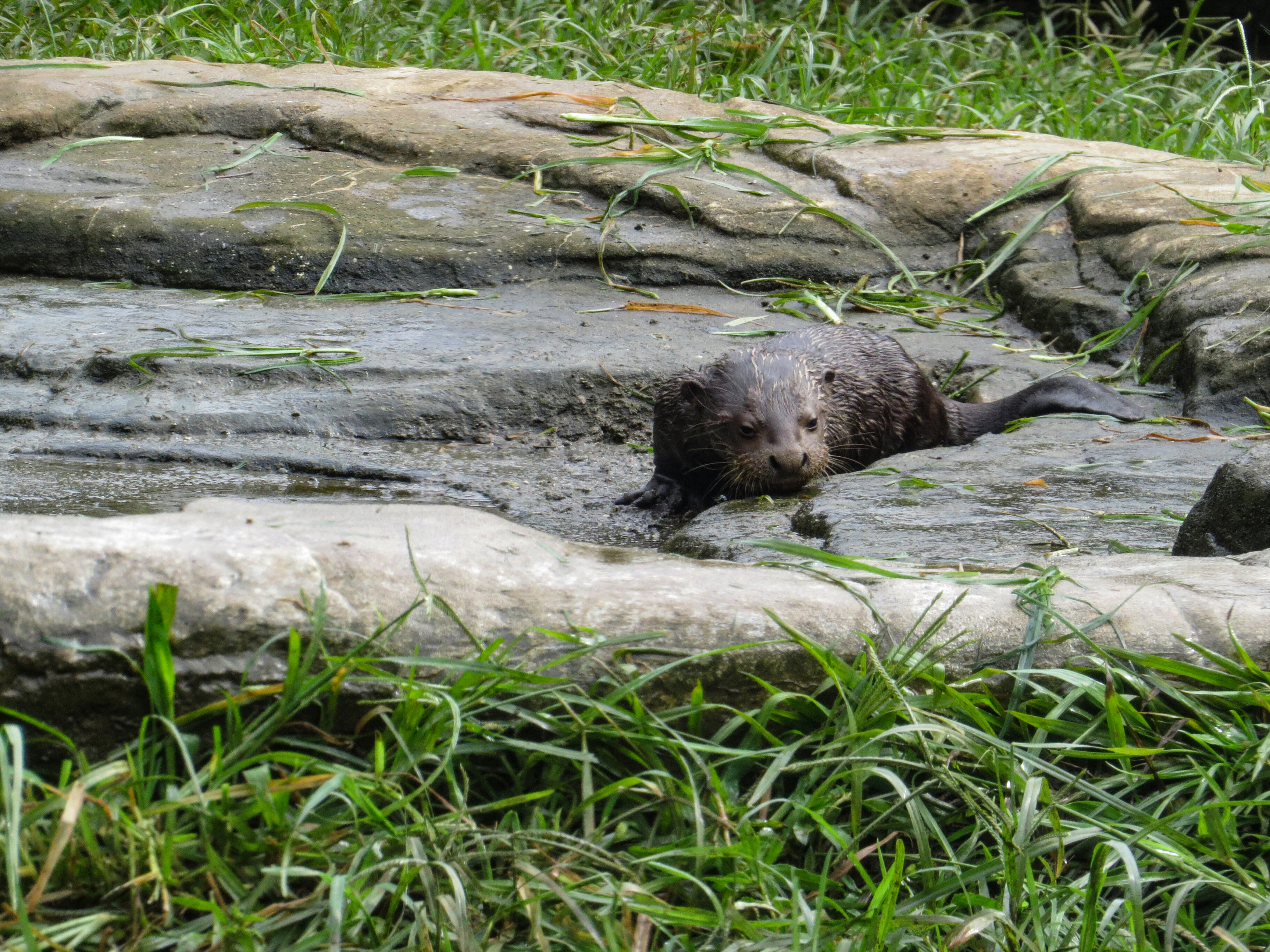 Nutria zoológico cali