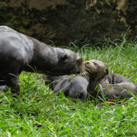 Nutria zoológico cali