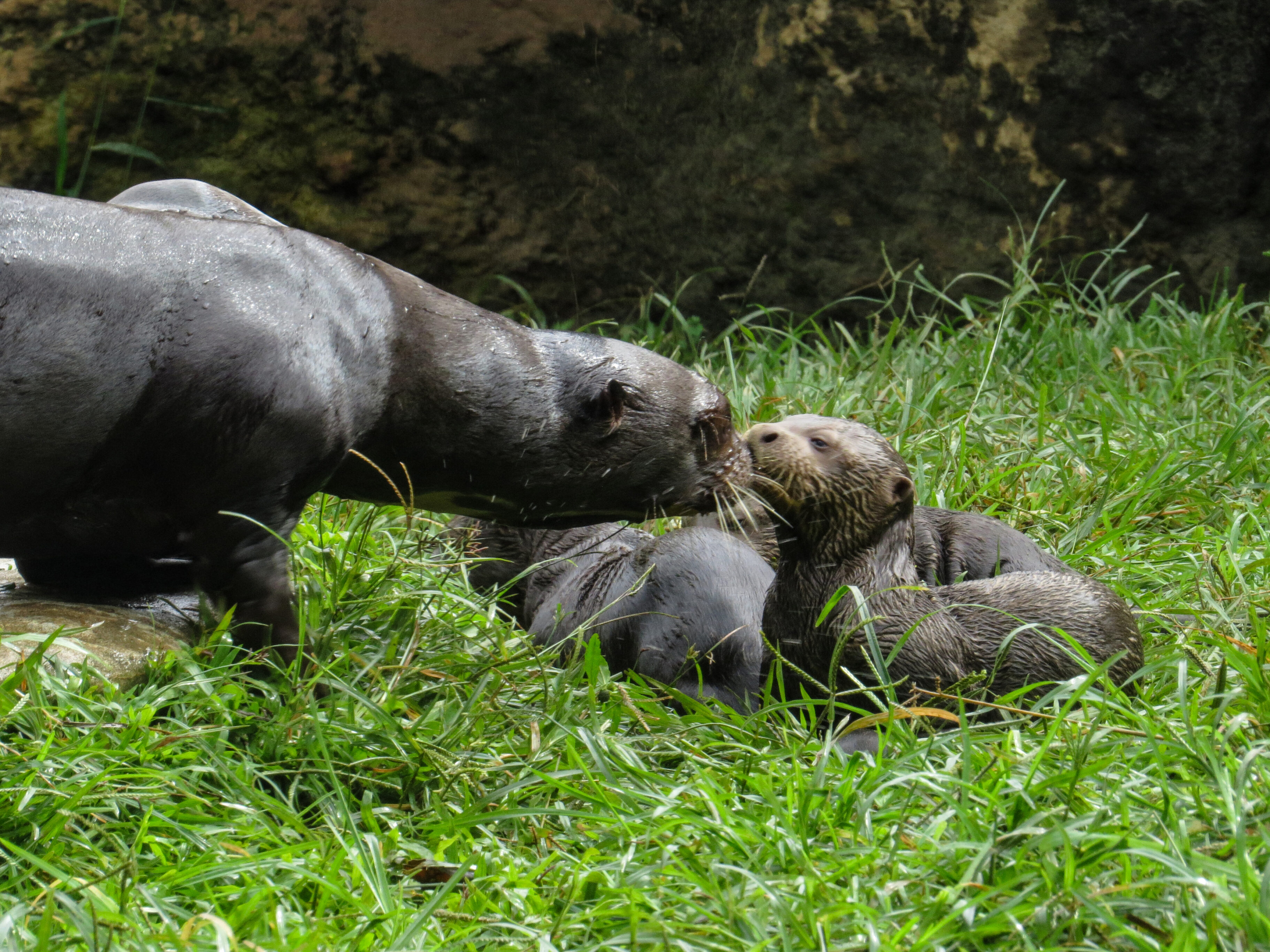 Nutria zoológico cali